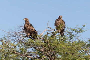 Aigle ravisseur,.Aquila rapax , Tawny Eagle