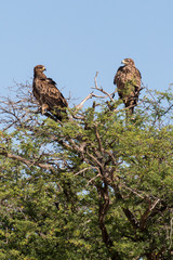 Aigle ravisseur,.Aquila rapax , Tawny Eagle