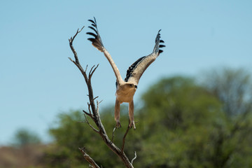 Aigle ravisseur,.Aquila rapax , Tawny Eagle