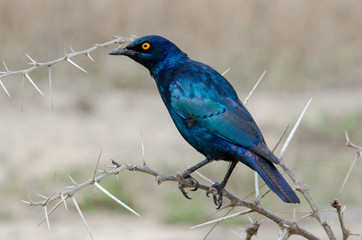 Choucador à épaulettes rouges,.Lamprotornis nitens, Cape Starling