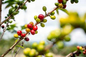 Paisaje Cultural Cafetero, agricultura y campo colombiano, siembra de café y productos agricolas en Chinchiná Caldas Colombia