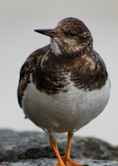 Turnstone portrait