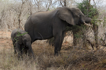 Fototapeta premium Eléphant d'Afrique, Loxodonta africana, Parc national Kruger, Afrique du Sud