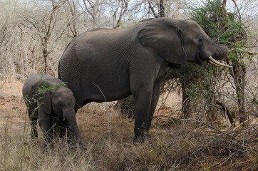 Naklejka na ściany i meble Eléphant d'Afrique, Loxodonta africana, Parc national Kruger, Afrique du Sud