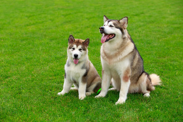 Two dogs breed Alaskan Malamute