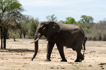 Obraz premium Eléphant d'Afrique, Loxodonta africana, Parc national Kruger, Afrique du Sud