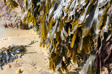 close up the texture of seaweed on a rock on a UK beach on the Isle of Wight © rachel