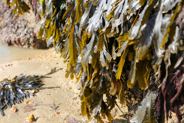 close up the texture of seaweed on a rock on a UK beach on the Isle of Wight