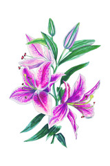 Watercolor illustration of pink lilies