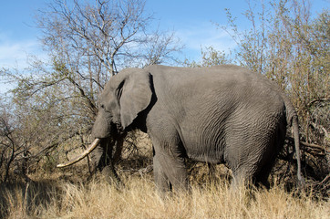 Eléphant d'Afrique, gros porteur, Loxodonta africana, Parc national Kruger, Afrique du Sud