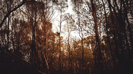 Fototapeta premium The Spooky Forest