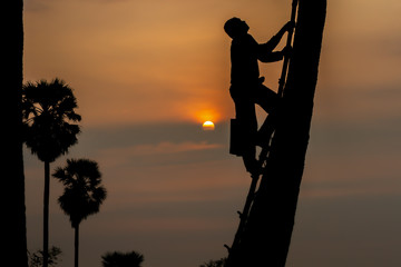 Farmers are climbing sugar palm To collect sugar heads in the morning
