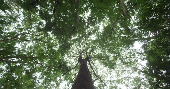 This is a picture of green forest. It is a view from the low angle of the windy forest, Dolly shot with rope