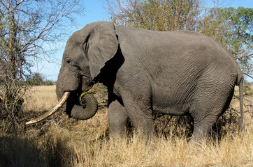 Naklejka premium Eléphant d'Afrique, gros porteur, Loxodonta africana, Parc national Kruger, Afrique du Sud