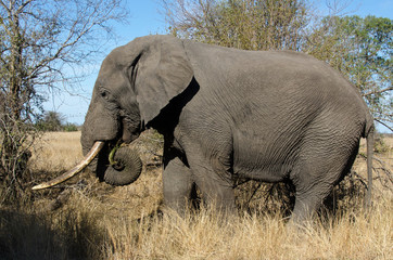 Fototapeta na wymiar Eléphant d'Afrique, gros porteur, Loxodonta africana, Parc national Kruger, Afrique du Sud