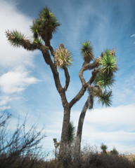 Joshua Tree