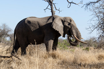 Eléphant d'Afrique, gros porteur, Loxodonta africana, Parc national Kruger, Afrique du Sud