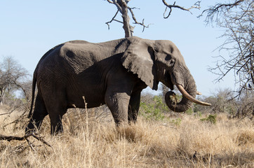 Obraz premium Eléphant d'Afrique, gros porteur, Loxodonta africana, Parc national Kruger, Afrique du Sud