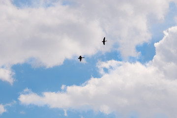 A pair of ducks flying across cloudy sky