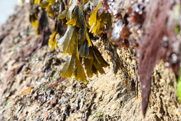 detail of sun on a single strand of seaweed on a UK beach