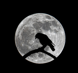 Crow in Moon