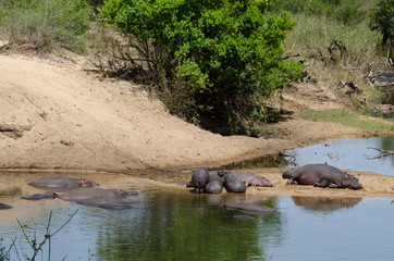 Naklejka na ściany i meble Hippopotame, Hippopotamus amphibius, Parc national Kruger, Afrique du Sud
