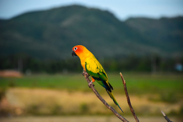 Beautiful parrot on branches.