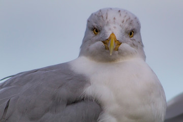 Portrait of seagull