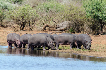 Hippopotame, Hippopotamus amphibius, Parc national Kruger, Afrique du Sud