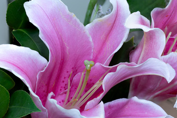 Close de uma linda orquidea rosa abrindo