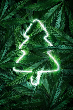 Creative fluorescent Christmas background mockup of hemp leaves, marijuana and Christmas tree neon sign. Flat lay