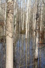 Obraz premium 3 Advent