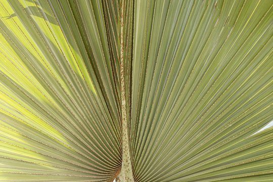 folhas de palmeira latania lontaroides