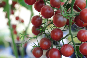 Cherry tomatoes Fruitful in the garden.