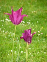 Obraz premium garden