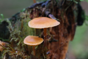 pilze