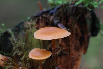 pilze