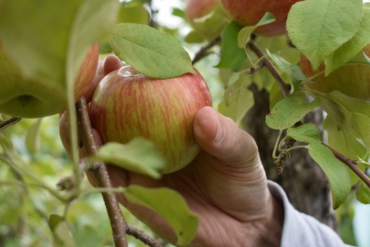 hand picking apple from tree