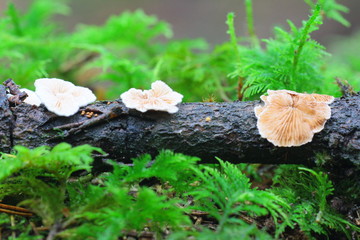 pilze