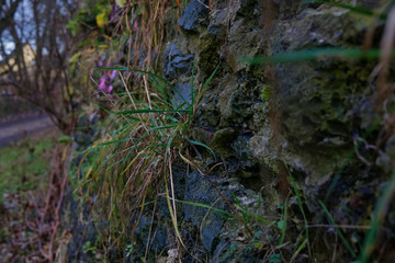 flower on mossy wall