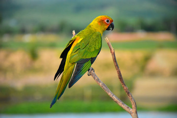 Beautiful parrot on branches.