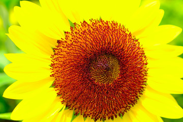 Fototapeta premium A large bright sunflower with petals resembling a solar halo and an orange core in focus.