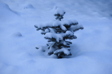 snow covered trees in winter