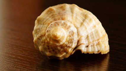 sea shell