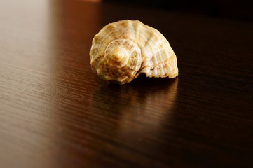 shell on black background