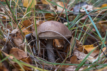 Mushroom