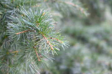 Naklejka na ściany i meble Pine branch with evergreen needles close-up blurred. 