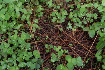 A wild Grass