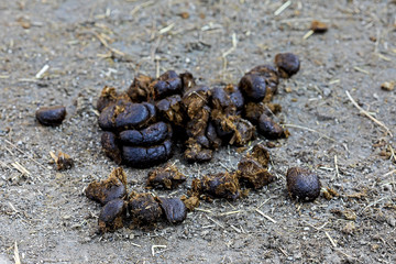 A horse's droppings on a dirt road, shallow depth of field