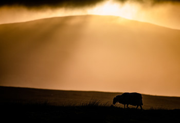 Fototapeta na wymiar sheep and sunset - Isle of Man